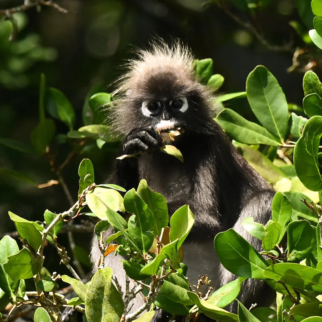 The causes of human-wildlife conflict involving monkeys includes shrinking animal habitats.