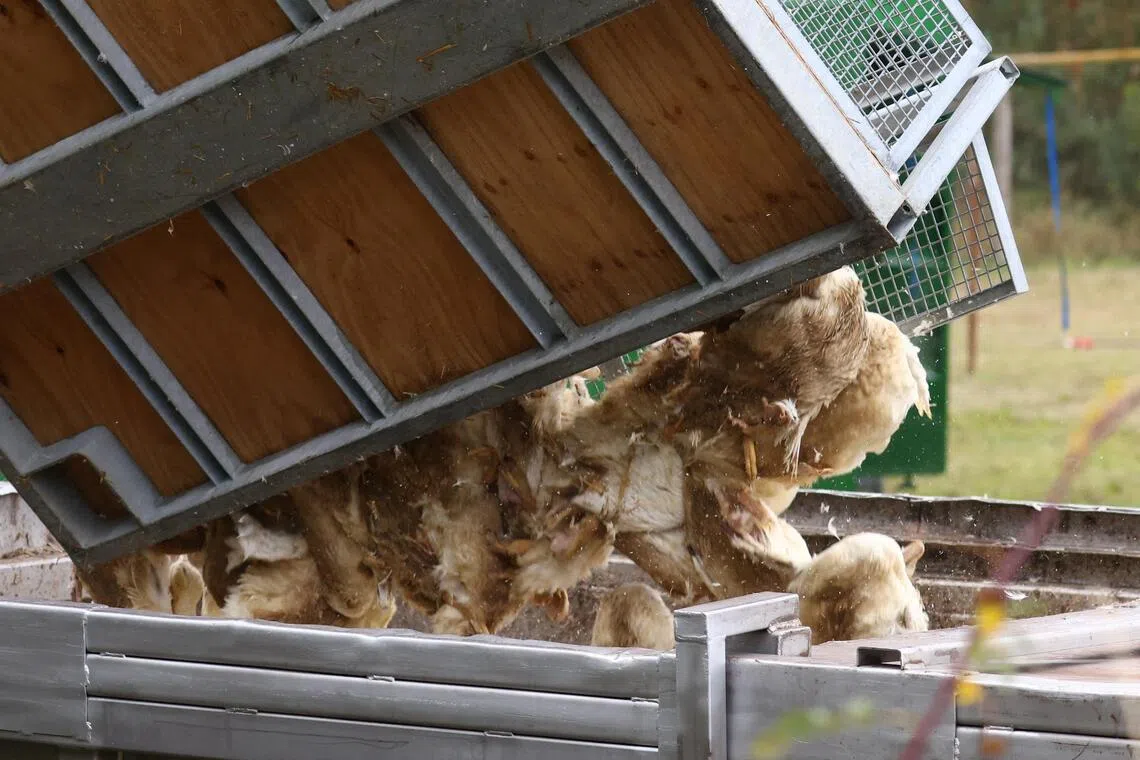 Duck carcasses are disposed of at a duck farm in Neuhardenberg, following the outbreak of the highly contagious bird flu among cranes at a gathering place for migratory birds, in the federal state of Brandenburg, Germany.