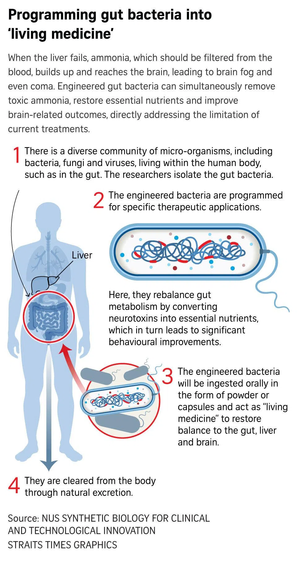 S’pore researchers ‘programme’ good gut bacteria to stop liver toxins ...