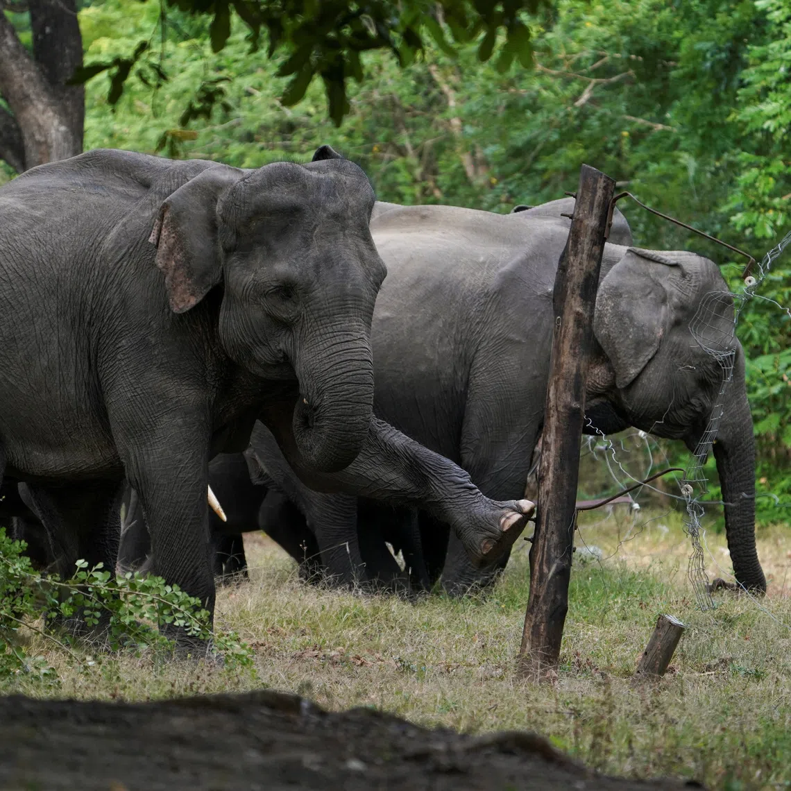 As many as 70% of Sri Lanka’s estimated 7,451 wild elephants live outside protected areas.