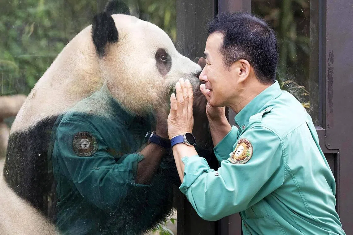 Fu Bao left the Samsung Everland Park in South Korea and arrived in China in early April.