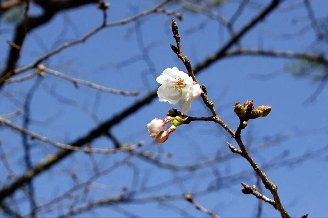 The observatory confirmed that six flowers bloomed on a tree located at the Kochi Castle in Kochi.