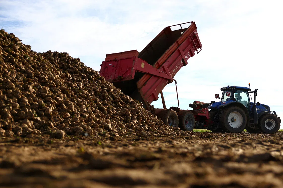 FILE PHOTO: A farmer drops harvested sugar beets on a pile outside Voinsles, France, November 4, 2025. REUTERS/Abdul Saboor/File Photo