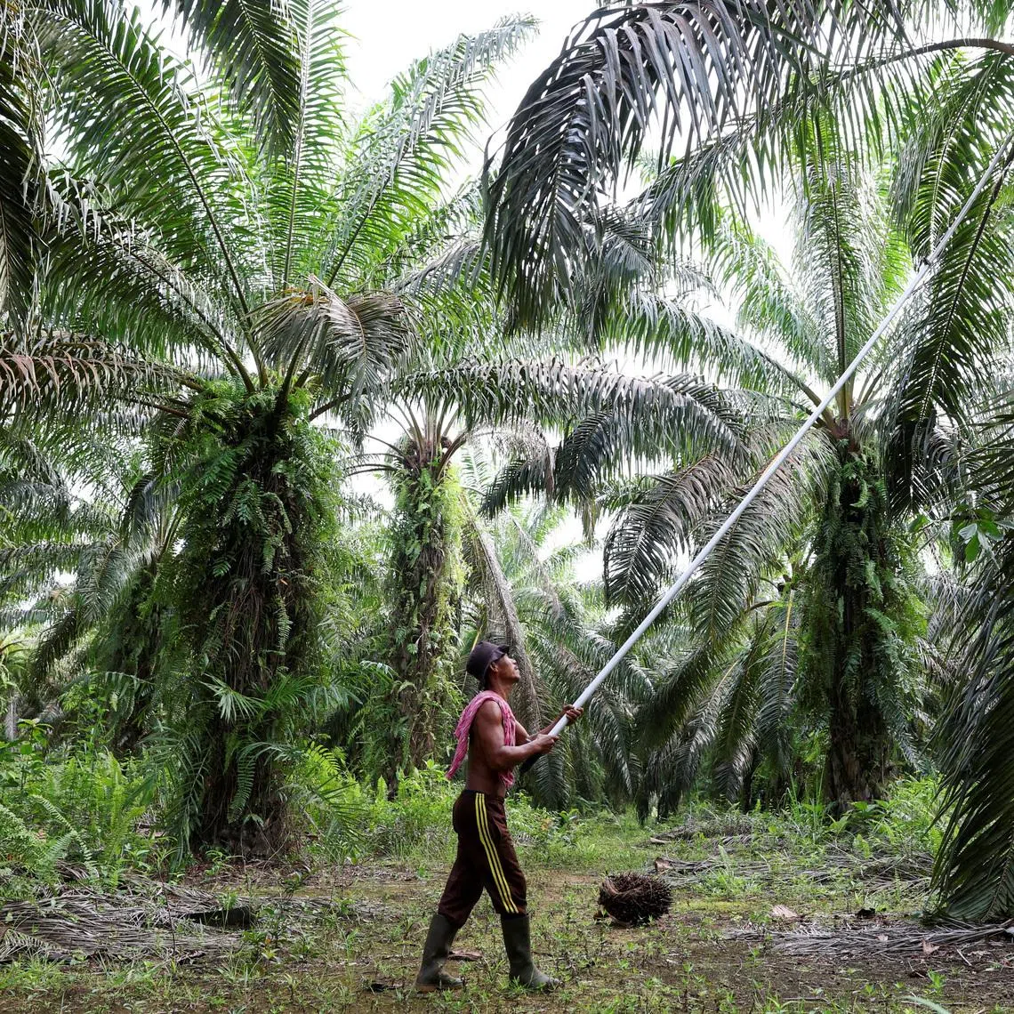 A farmer harvesting palm oil fruit in Central Kalimantan province on July 22, 2025. A new state entity called Danantara Sumberdaya Indonesia is set to take charge of overseas sales of coal, palm oil and ferroalloys, and may expand to other strategic natural resources.