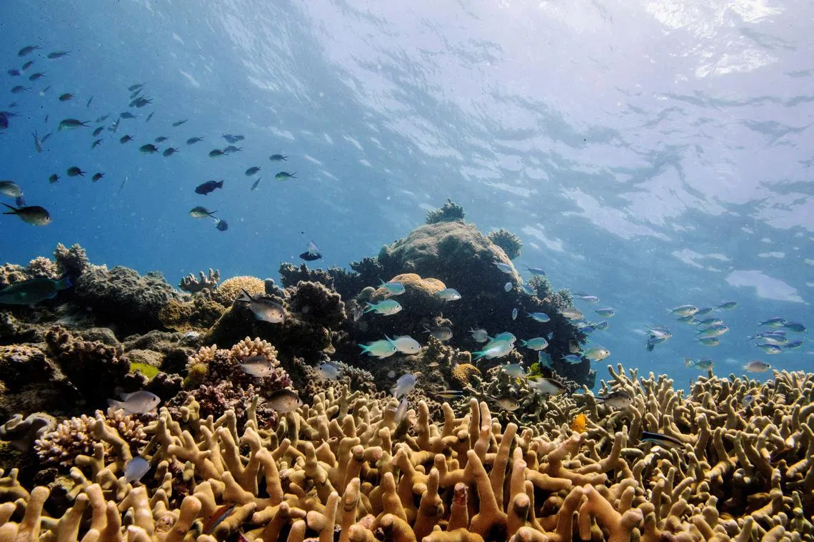 FILE PHOTO: Assorted reef fish swim above a finger coral colony as it grows on the Great Barrier Reef off the coast of Cairns, Australia October 25, 2019. REUTERS/Lucas Jackson/File Photo