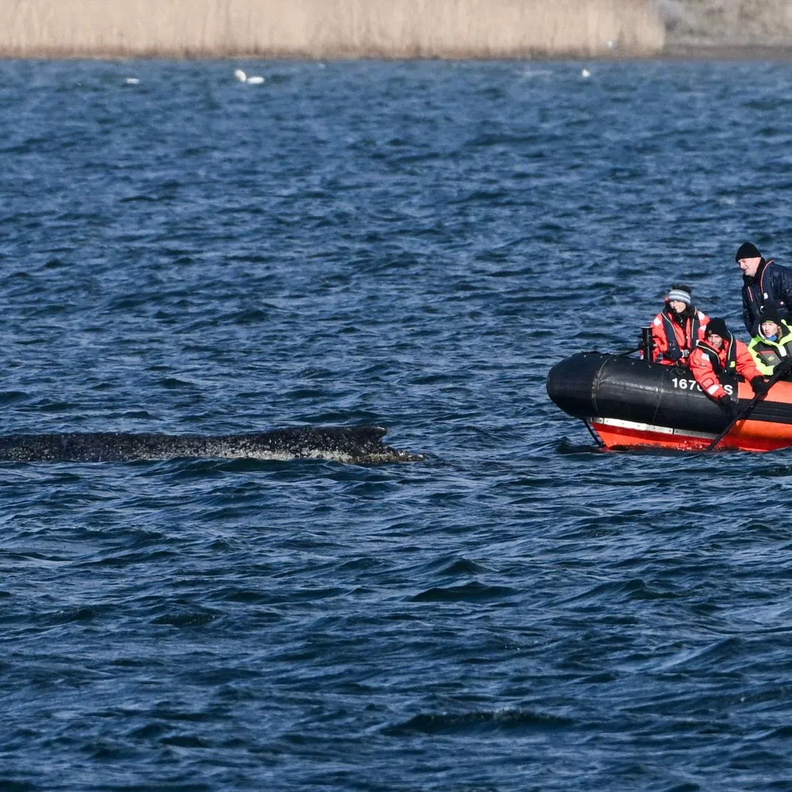 Experts inspect a humpback whale as it lies on a sandbank in the Wismar Bay in the Baltic Sea on March 30. The stranded mammal is said to be in a better condition than some have suspected.