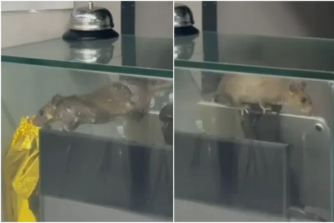 A video of a rat perched on a tablet at the cash register of a stall at the SIT food court was posted on Reddit, and went viral.