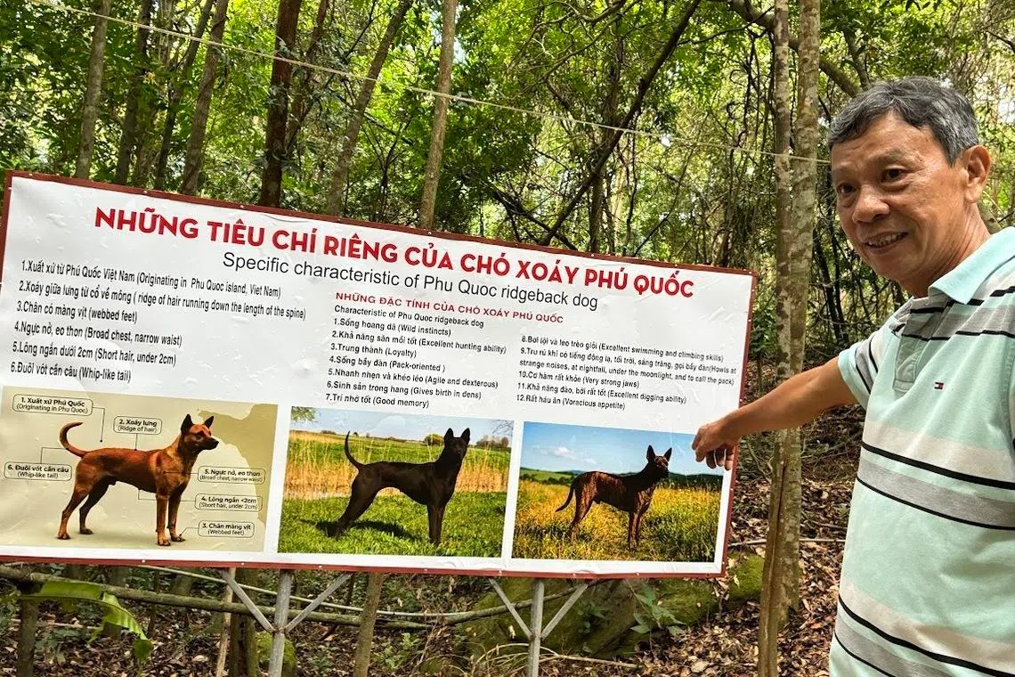 Mr Le Quoc Tuan is the owner-founder of Thanh Nga Dog Farm on Phu Quoc island.
