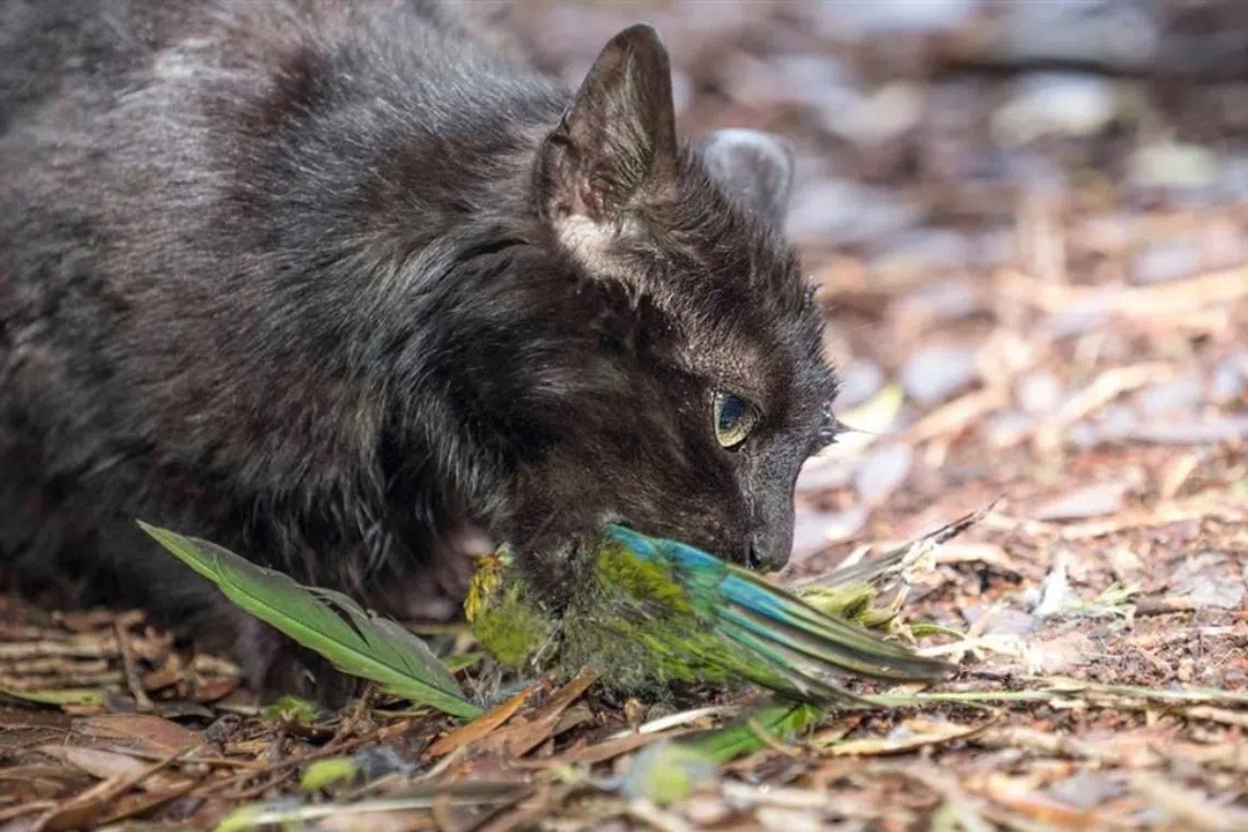 New Zealand to eradicate feral cats as ‘stone-cold killers’ are driving some species to extinction