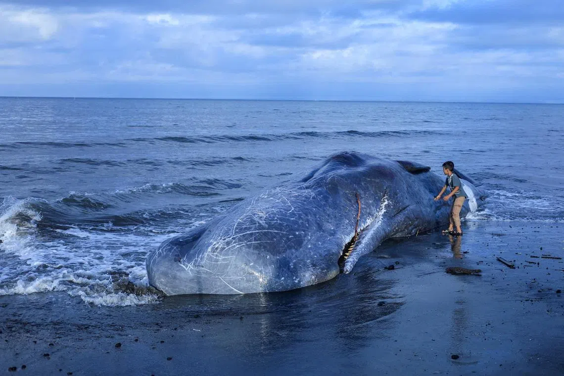 A boy standing next to a dead sperm whale that washed up at Melaya beach in Jembrana Regency, Bali, Indonesia, on May 6, 2026. 