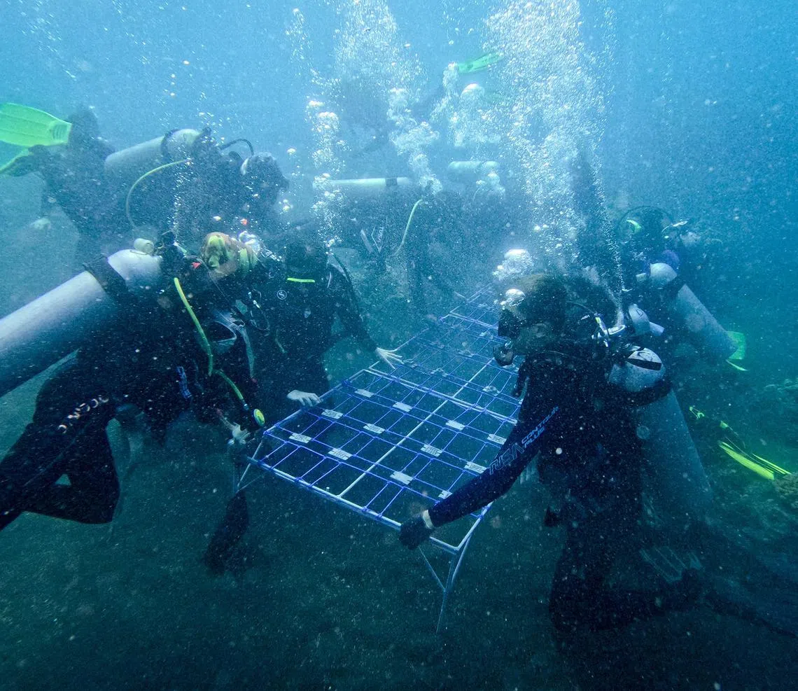 auocean24 - A group of students participated in coral planting, one of the activities organised by the social enterprise Sea Communities in Les, Bali on Sep 25, 204.

Credit: Audrey Tan