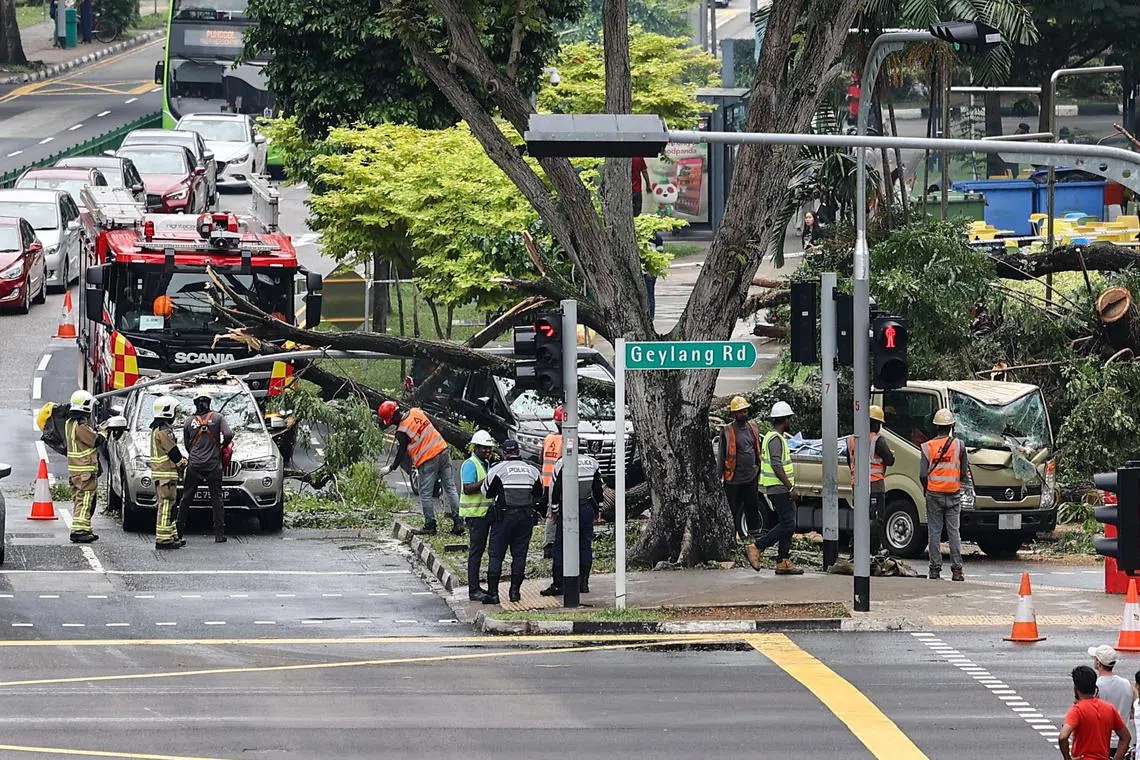A 20-m tall tree fell and obstructed Tanjong Katong Road on Sunday afternoon.