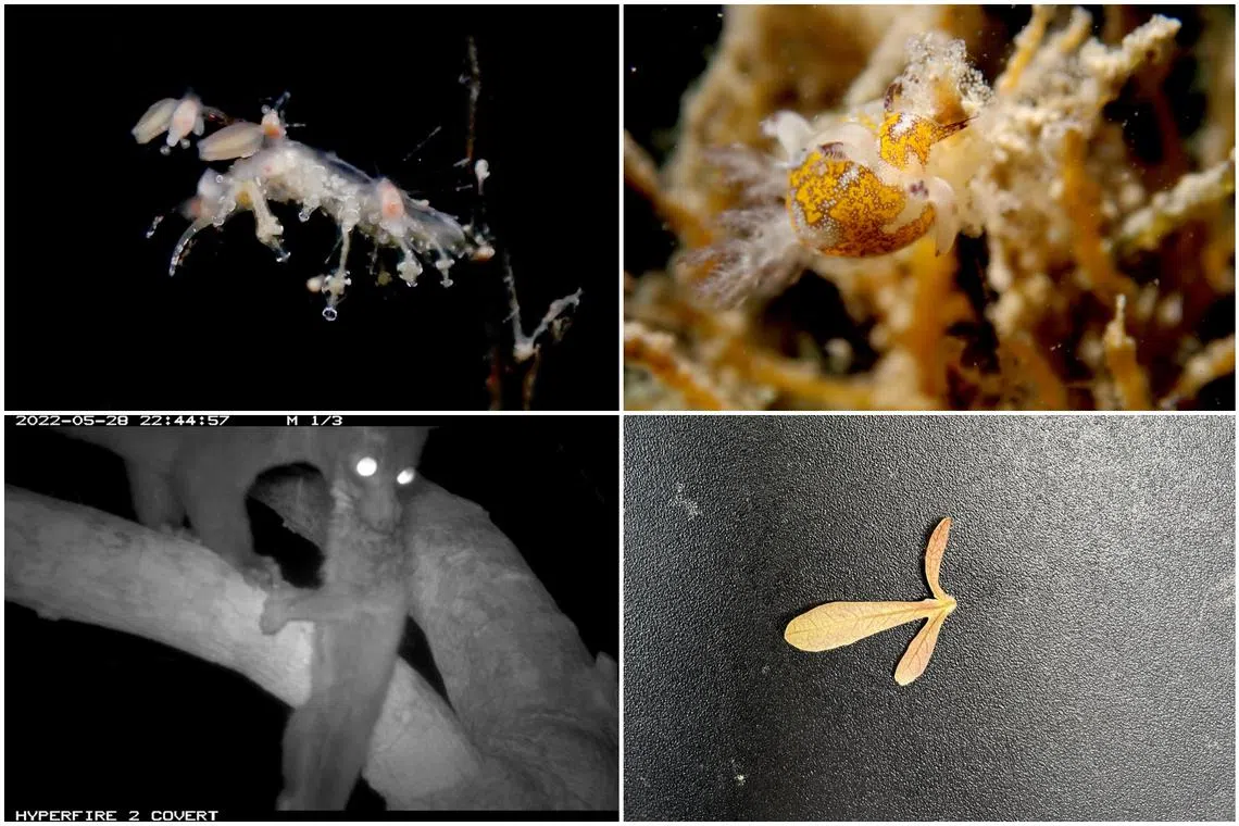 (Clockwise from top left) Two species of sea slug spotted in waters off Pulau Hantu, a fruit from Singapore's only native walnut tree and a palm civet eating a slow loris.