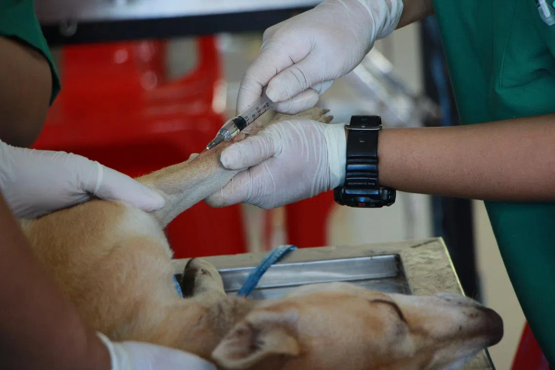 Symptoms of leptospirosis in dogs can include fever, vomiting, diarrhoea and an inability to pass urine.