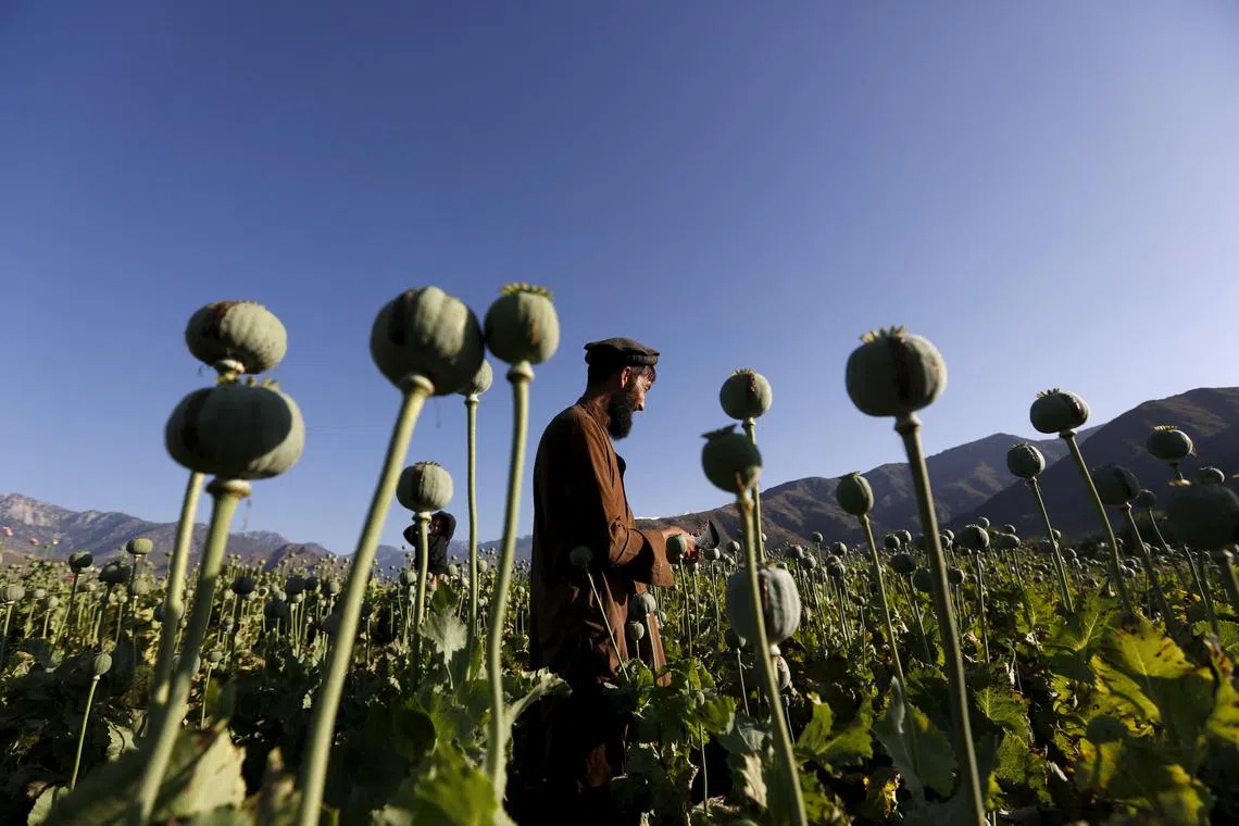 A report by the United Nations Office on Drugs and Crime found that poppy cultivation has collapsed by an estimated 95 per cent – from 233,000 hectares at the end of 2022 to 10,800 in 2023. 