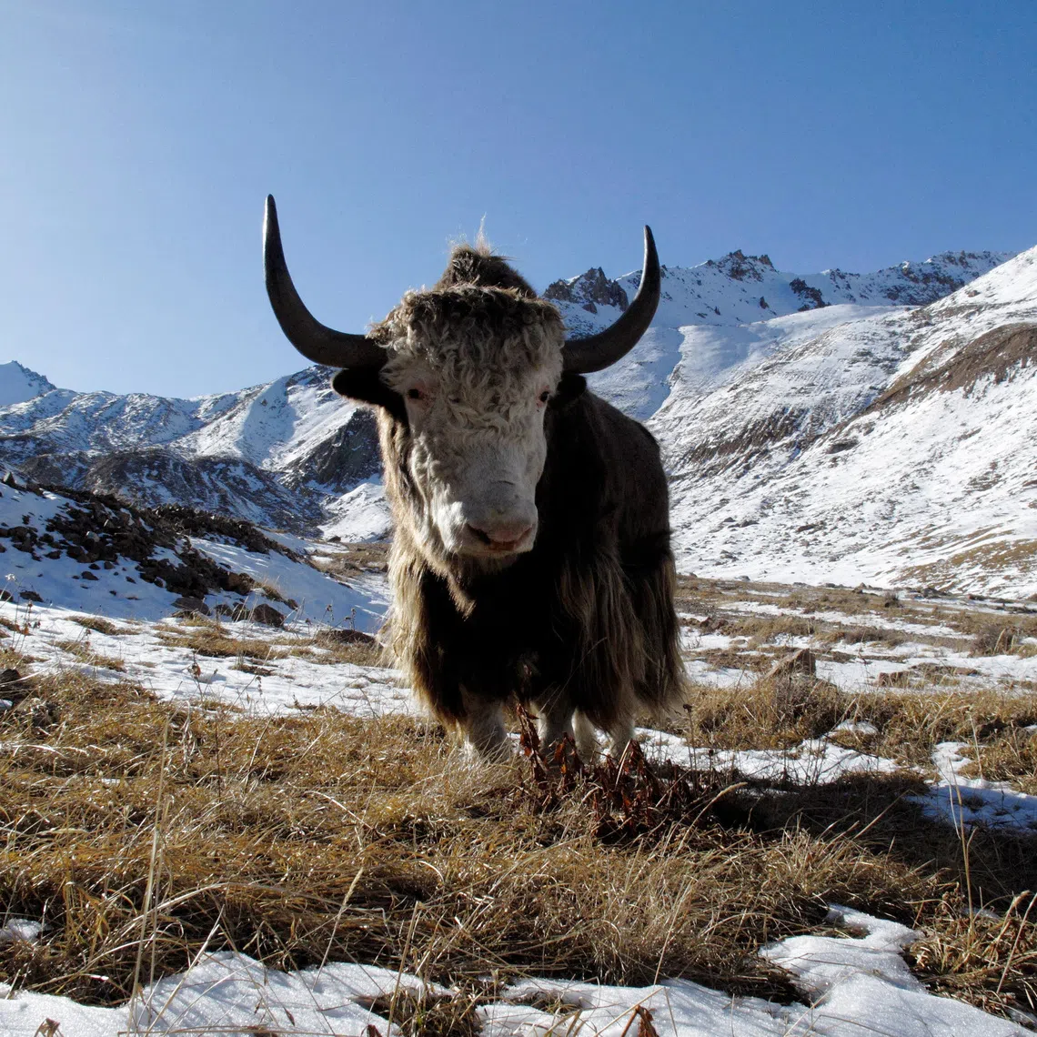 A yak grazes on a grass patch some 3,000 metres (9,842 feet) above sea level in the mountains outside Almaty November 1, 2009.  REUTERS/Shamil Zhumatov/File Photo