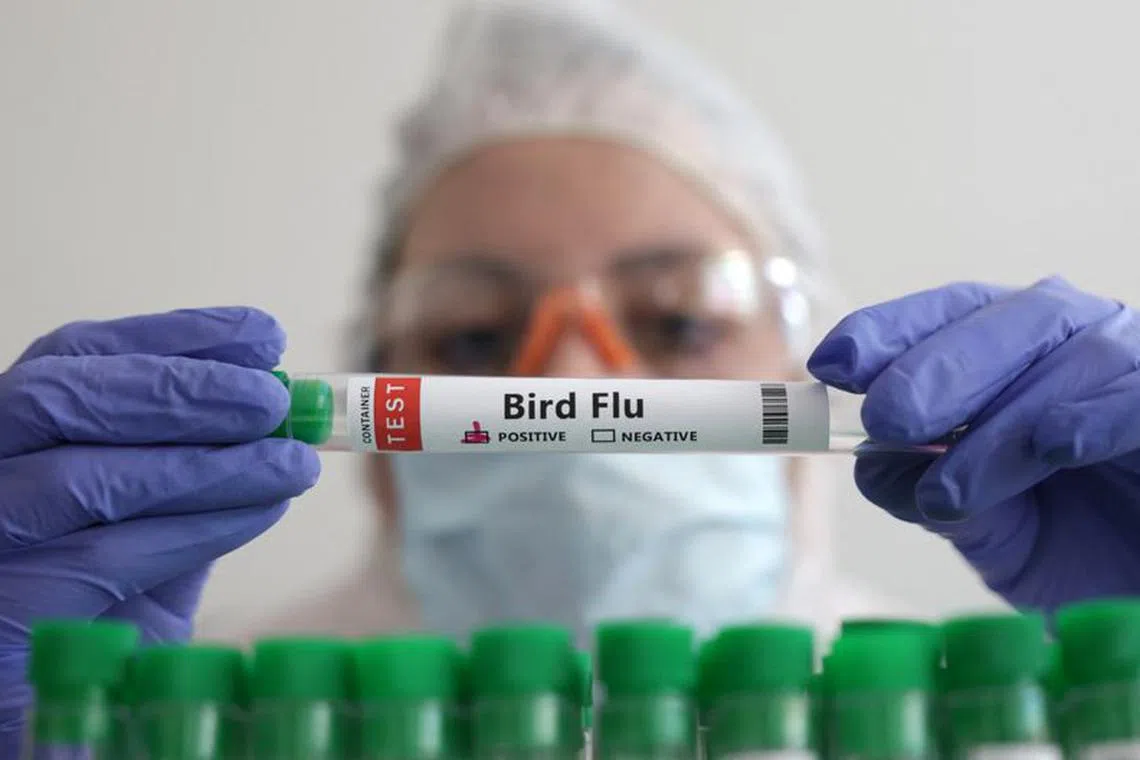 A person holds a test tube labelled &quot;Bird Flu&quot;, in this picture illustration, January 14, 2023. REUTERS/Dado Ruvic/Illustration/File Photo