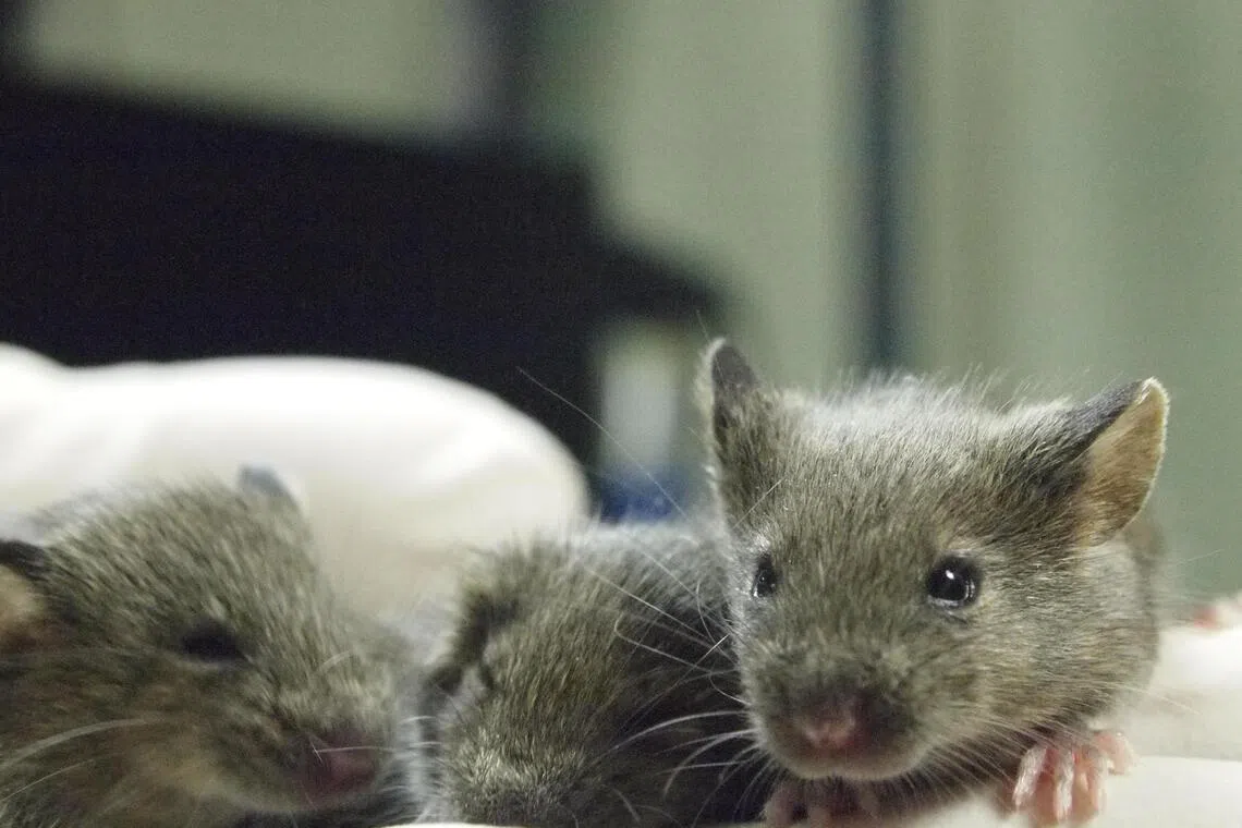 Mammals cannot be cloned infinitely, mice study discovers