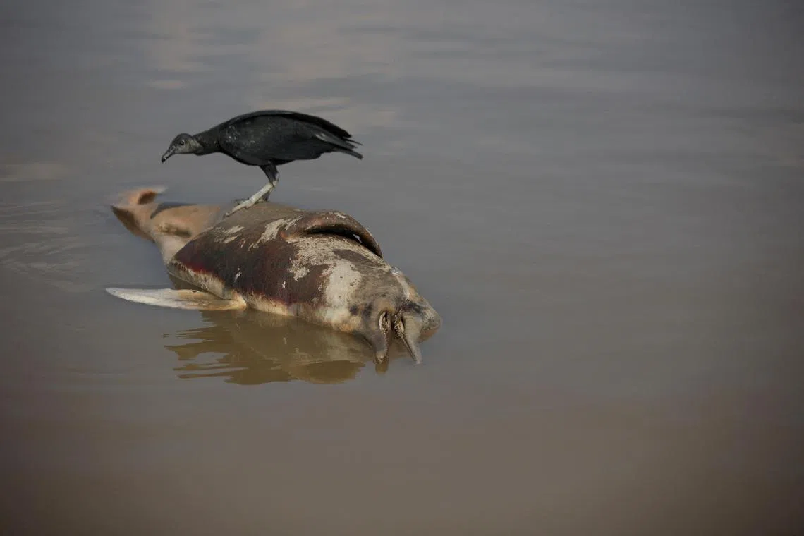 A dead dolphin is seen at Tefe lake, which flows into the Solimoes river, that has been affected by the high temperatures and drought in Tefe, Amazonas state, Brazil, October 1, 2023. REUTERS/Bruno Kelly REFILE - CORRECTING "EFFLUENT" MENTION ABOUT LAKE