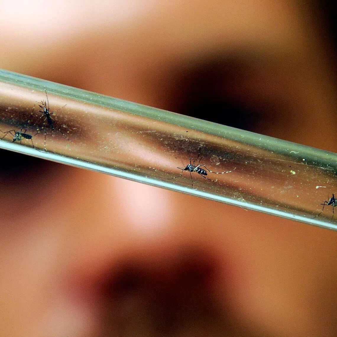 Human-driven global waming have given mosquitoes a larger playing field, with 80 per cent of the world’s population is now at risk of being exposed to one of more infectious diseases that were long considered tropical.
