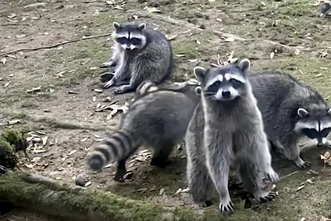 The newly scary raccoons had grown to a horde of about 100, prompting the woman to call 911. 