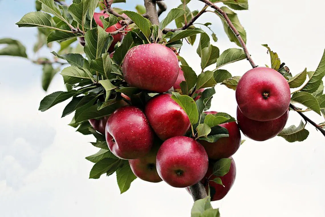 In general, a darker colour apple will have a richer variety of polyphenols.