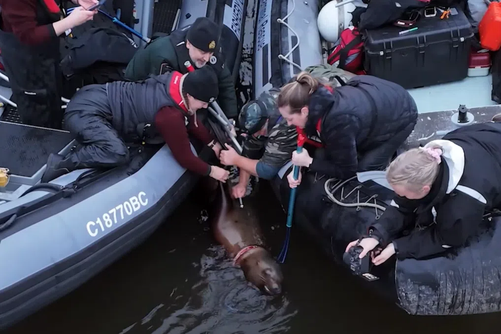 The tangled animal, a female Steller sea lion weighing 149kg, had been spotted on a dock in front of an inn, leading into the bay in south-western Canada.