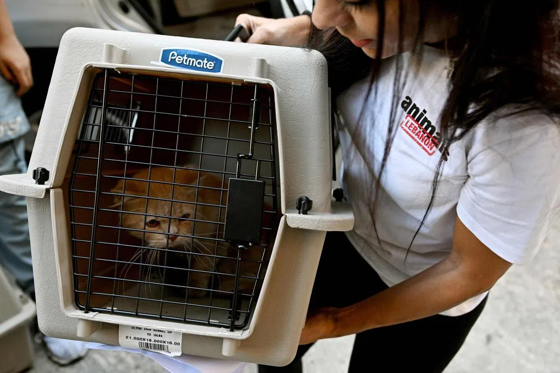 An activist from the Animals Lebanon NGO arrives at a shelter carrying a cat abandoned by its owners in Beirut on Oct 3.