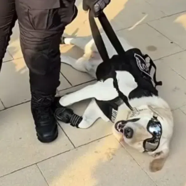Netizens joked that Xiao Bao appeared more interested in making friends than looking intimidating.