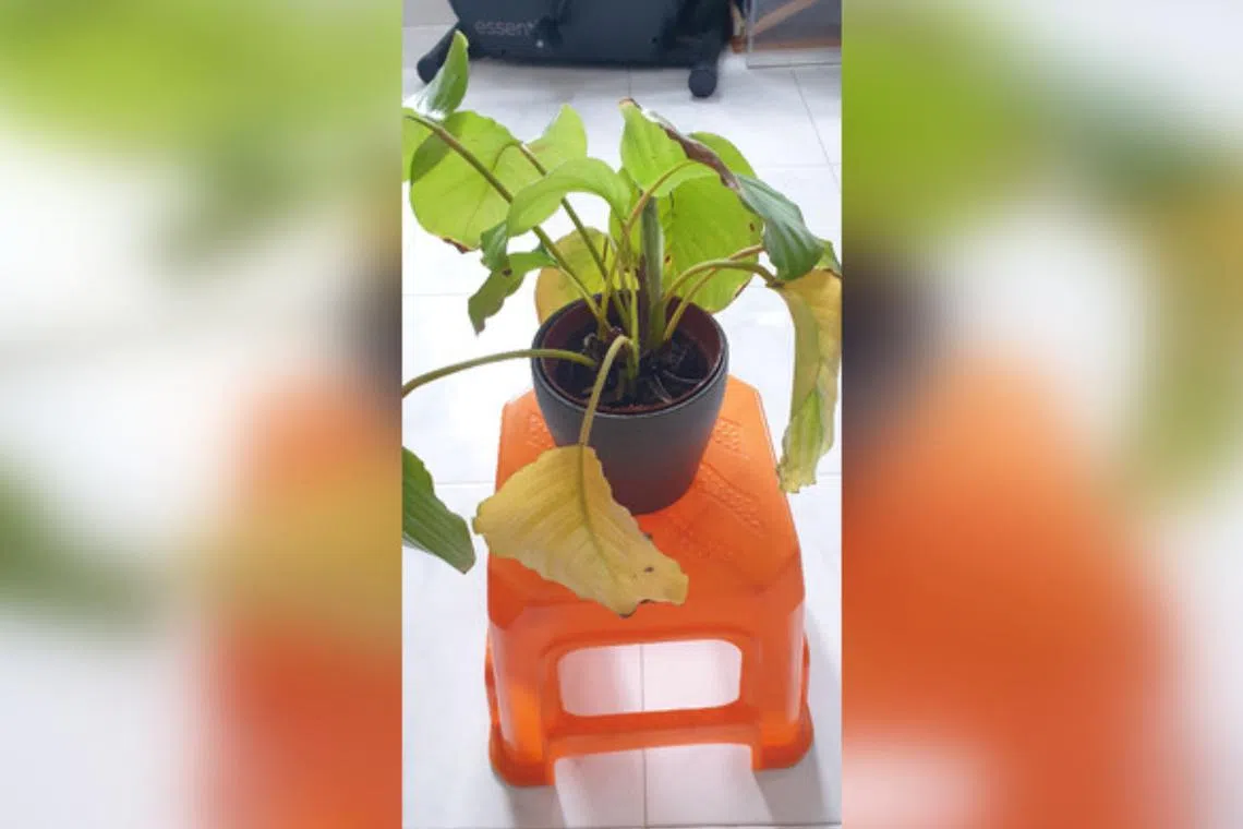 This Orbifolia Calathea is also sensitive to dissolved fluoride in tap water or build-up from chemical fertilisers.