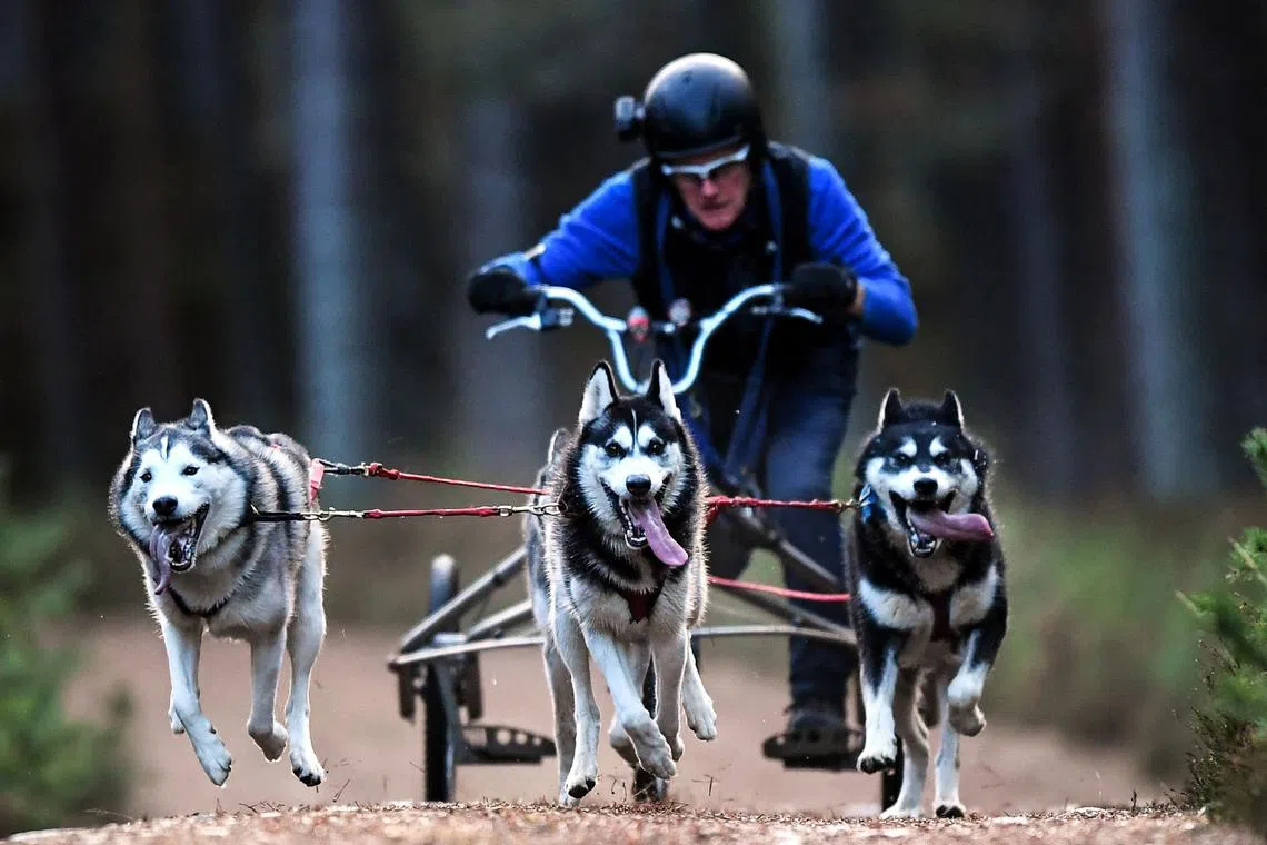 A musher takes part in the training session on forest tracks, with their team of dogs, ahead of the The Siberian Husky Club of Great Britain 39th Aviemore Sled Dog Rally near Feshiebridge, Cairngorm, Scotland, on Jan 26, 2023. 
