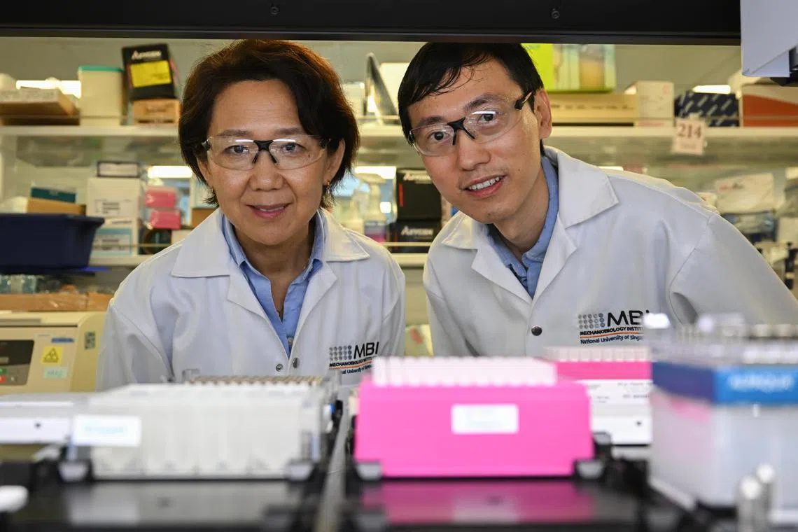 ST20240122_202465796320/jufuture/Shintaro Tay/Judith Tan/
[Awaiting confirmation of names of individuals and the processes with PR, will update when confirmed]***Embargoed until Jan 25, 2024, 5am*** The Mechanobiology Institute (MBI) at the National University of Singapore (NUS) has recently secured a significant grant to promote research aimed at advancing the field of mechanobiology and turning scientific breakthroughs into action by developing novel technologies and therapeutic targets for the treatment of age-related ailments. MBI Conference Room, Level 9, T-Lab Building, 5A, Engineering Drive 1, Singapore 117411