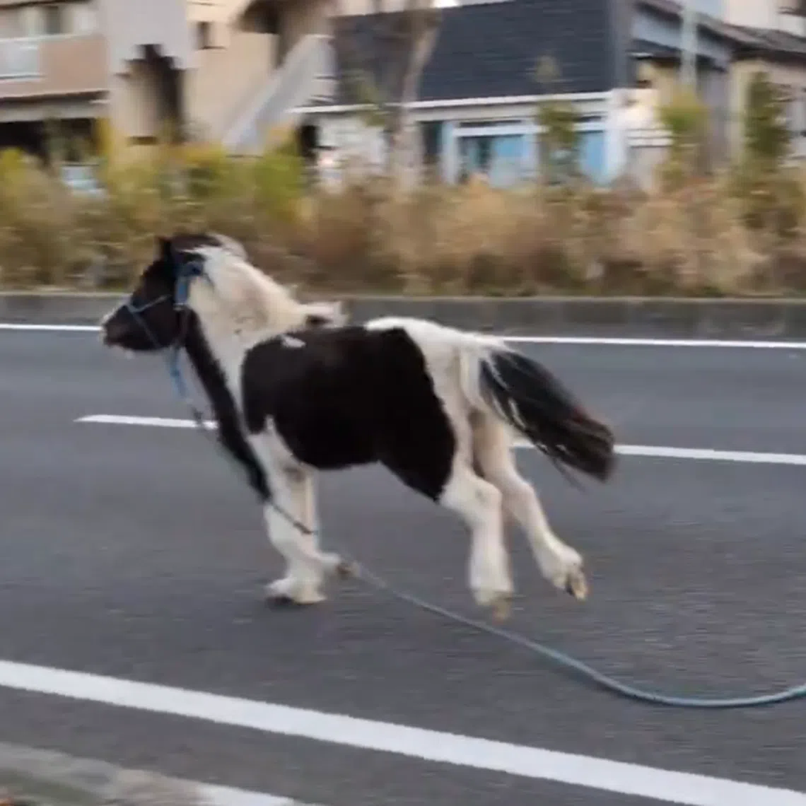 A man spotted the horse galloping along a road in Kanagawa’s Hiratsuka and made an emergency call at around 4.15pm local time.