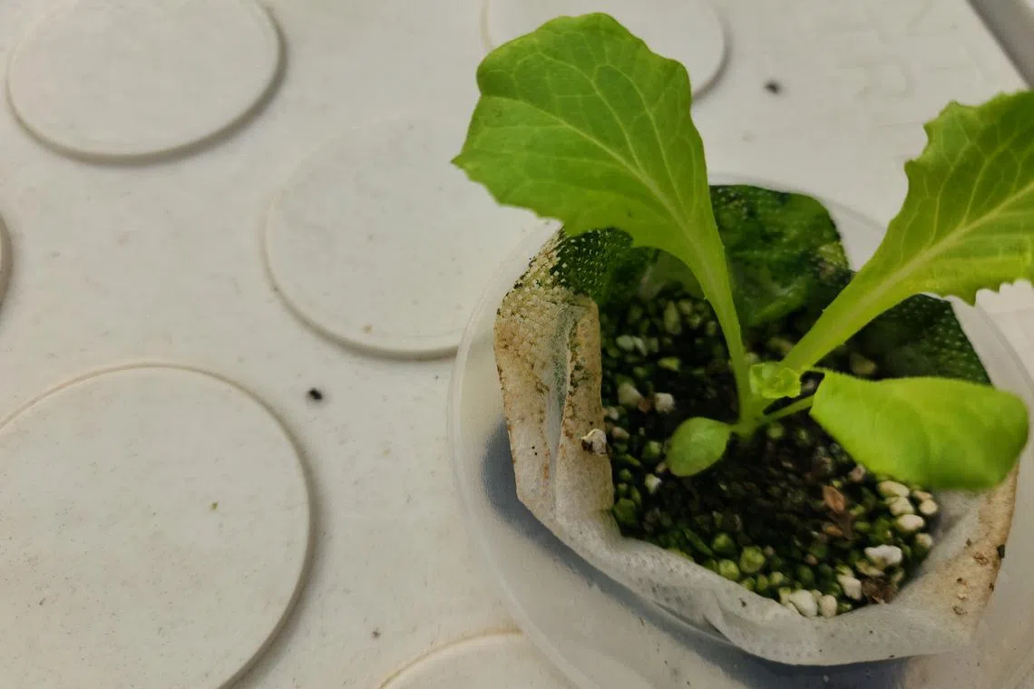 Fungus gnats prefer environments where plants are grown in moist soil that is rich in organic matter. 