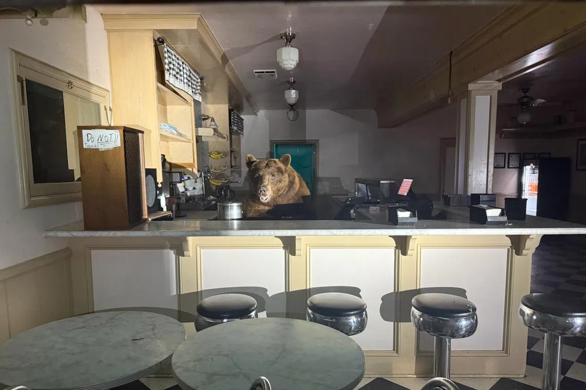 Officers shooed the ursine server out of the shop, but not before snapping a few pictures of their encounter.