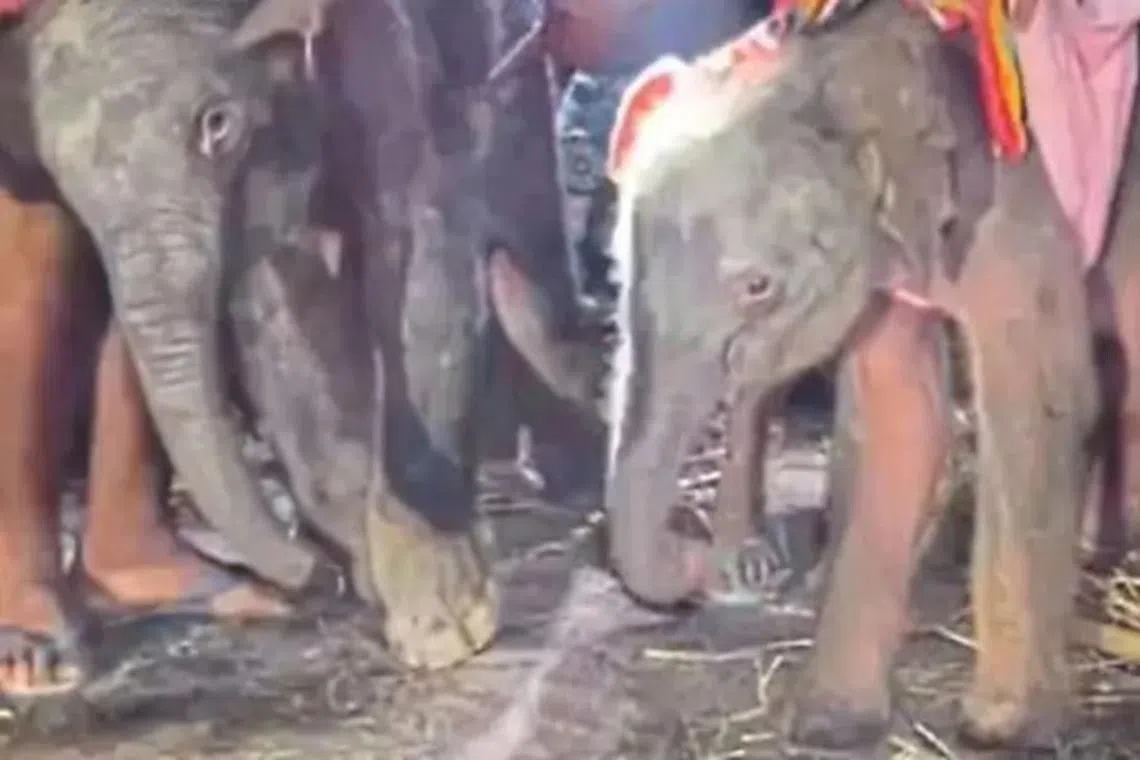 The twins born on June 7 would be the kraal’s 94th and 95th births in 27 years of operation.