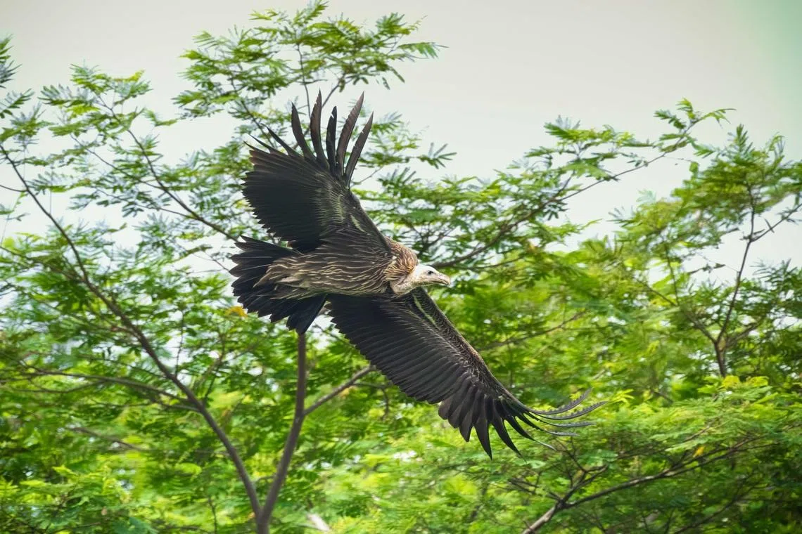 Rare Himalayan vulture found in Kranji put down after health worsened: Mandai Wildlife Group