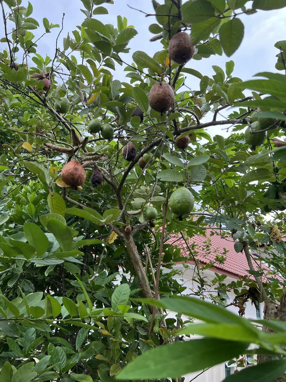 The spraying of a chemical fungicide on guava fruits as they are developing may help to reduce the incidence and severity of fungal disease.