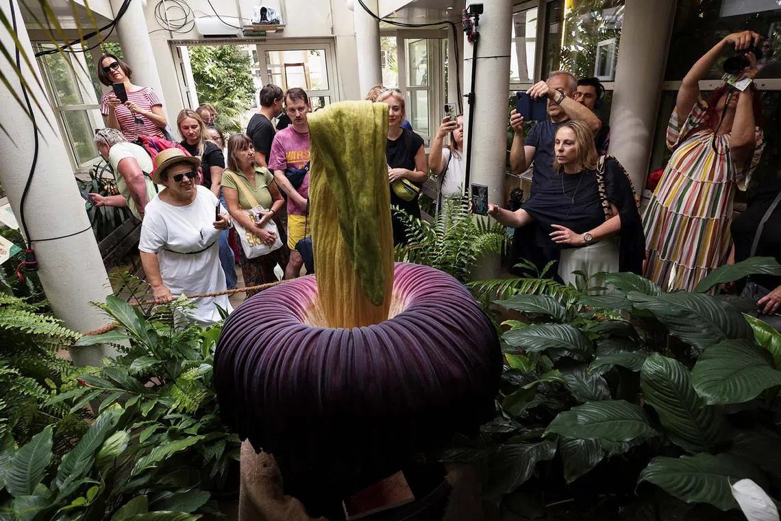 Visitors view a blooming titan arum, also known as the corpse flower, which has blossomed for the first time in four years, at the University of Warsaw Botanic Garden in Warsaw, Poland, Aug 5, 2025. 