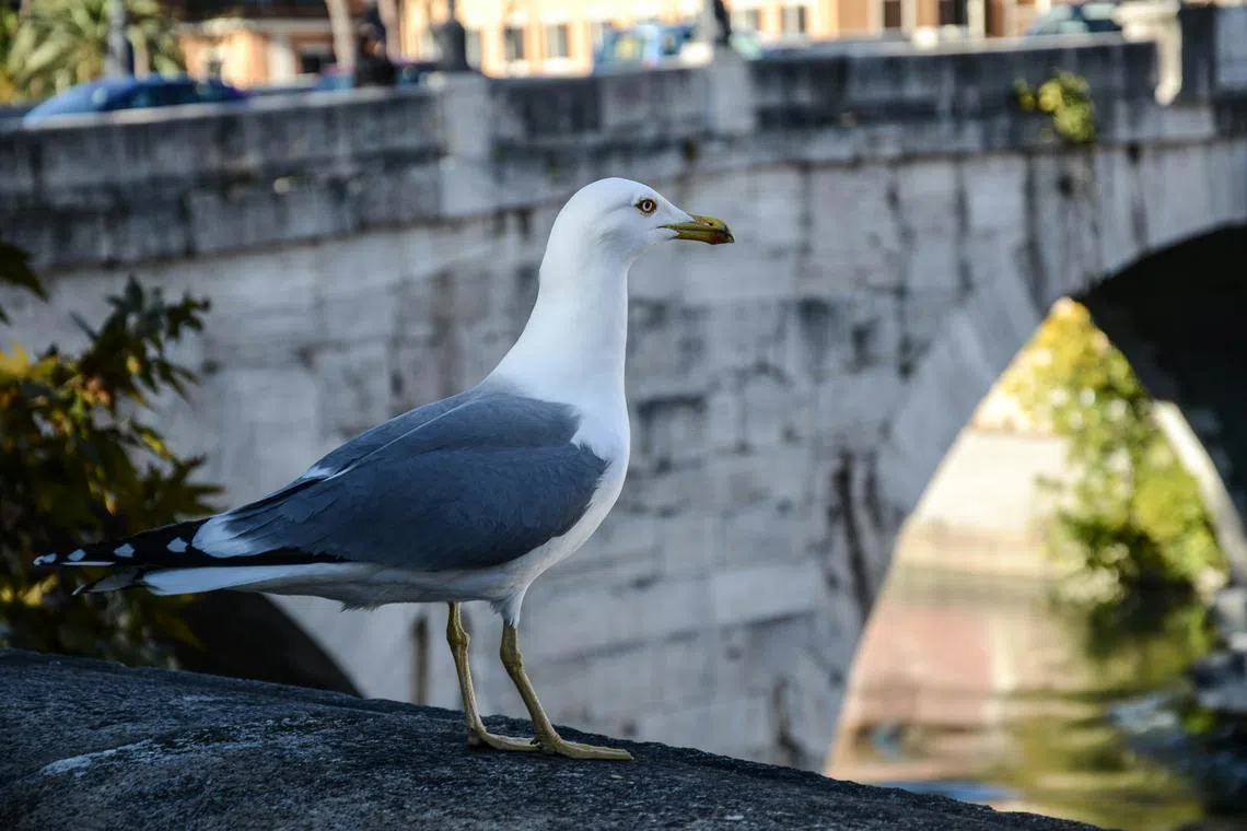 An MP said aggressive seagull behaviour continues to cause a real concern amongst businesses and tourists.  