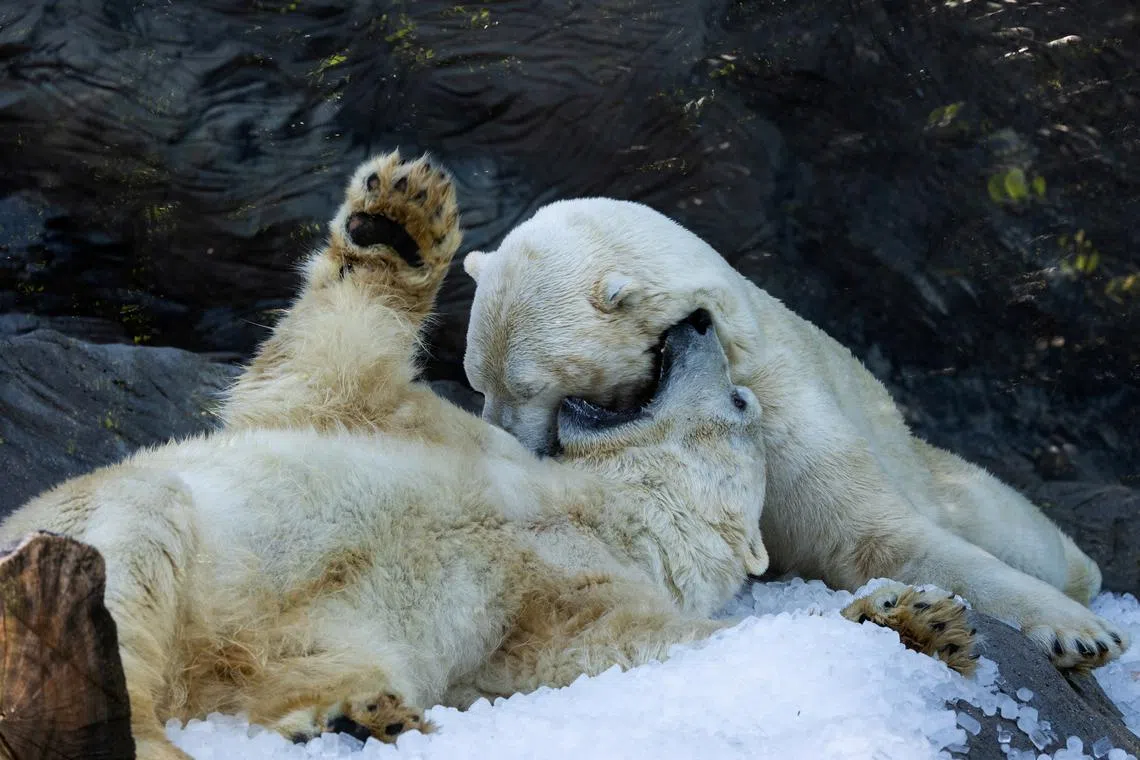 Eight scientists working from the Norwegian icebreaker Kronprins Haakon are experimenting with new methods to monitor polar bears.