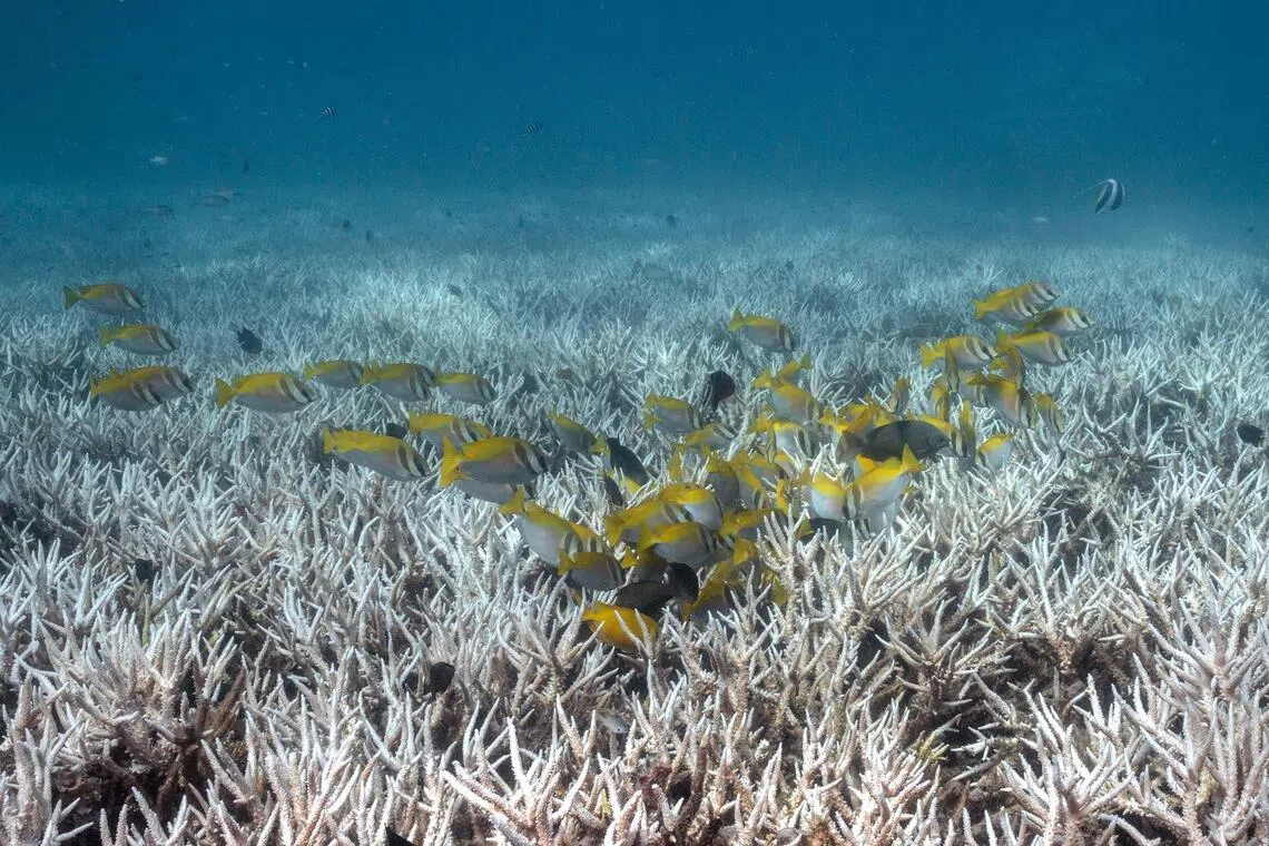UN warns of ‘deepening crisis’ in oceans, urges ac