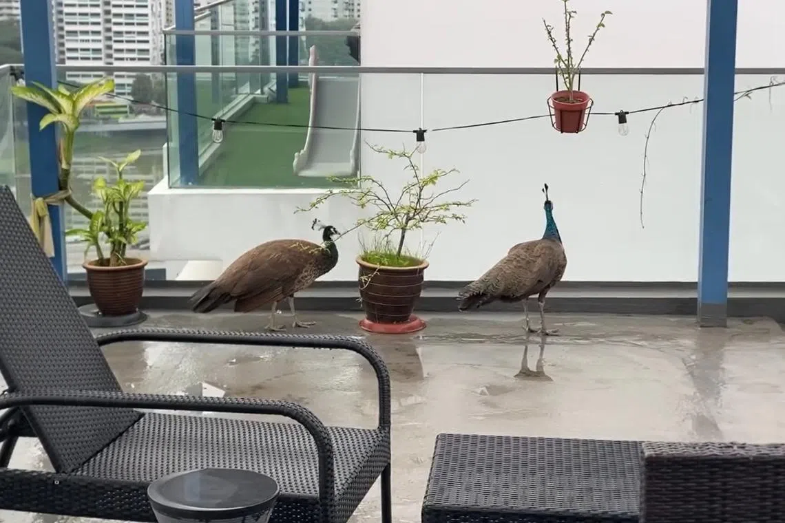 Peafowl are not known for flying to such great heights, but the pair had made it all the way up 16 floors.