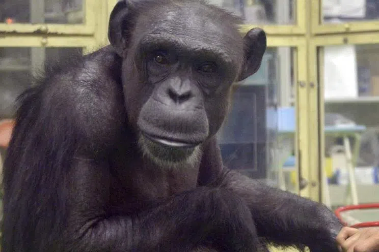 A female chimpanzee in Japan, known for her ability to recognise numbers, has died at the age of 49.