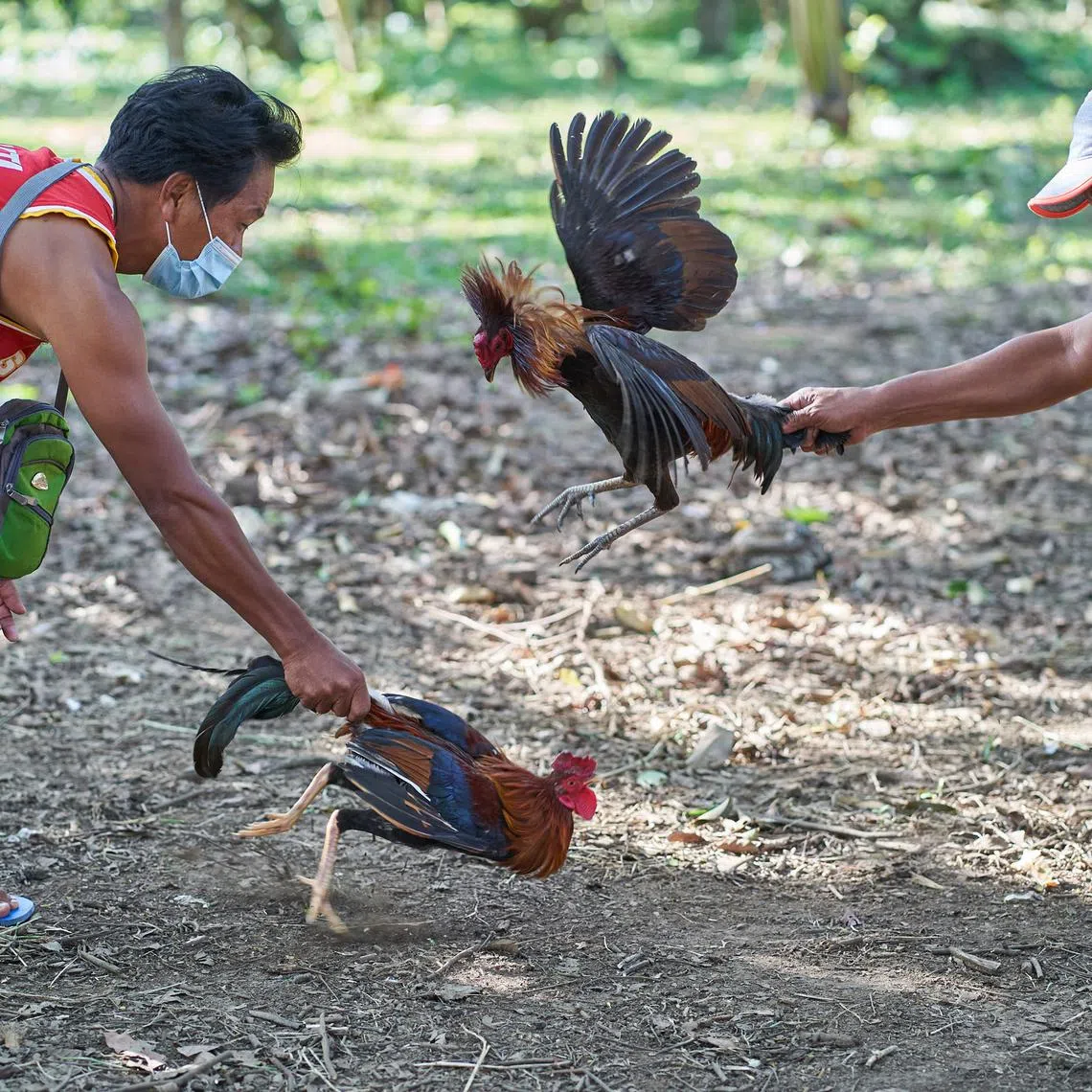 The US is an important source of roosters for the cockfighting industry in the Philippines, where people wage tens of millions of dollars daily on these fights, based on industry estimates.