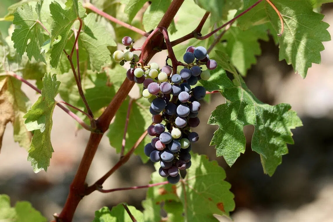 straitstimes.com - French wine harvest set to hit historic low
