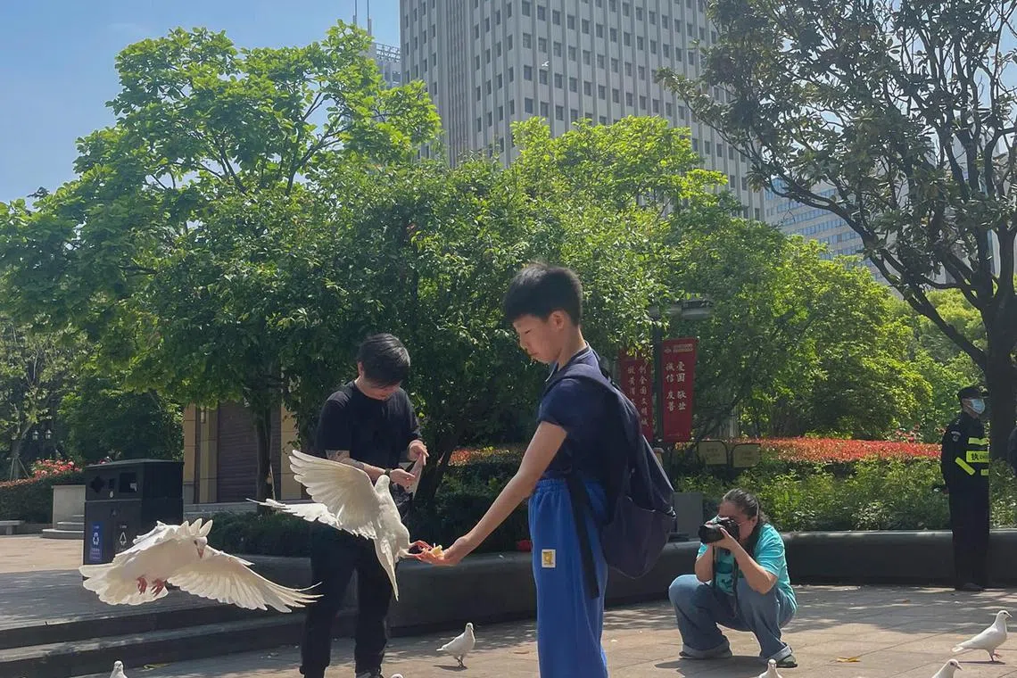 The white pigeons of People's Park, which is known as the city's green lung.
