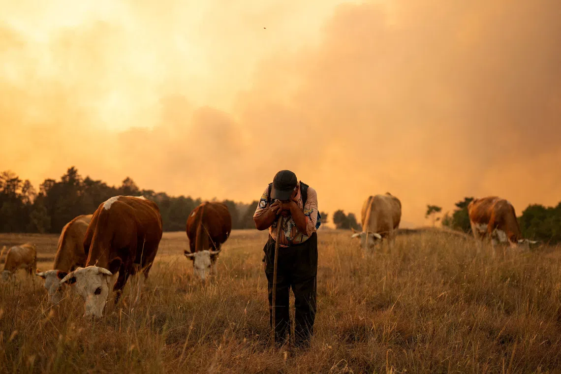 A man herds his cows as wildfire burns in Grebenac, near Deliblatska Pescara, Serbia, August 21, 2026.  REUTERS/Uros Arsic