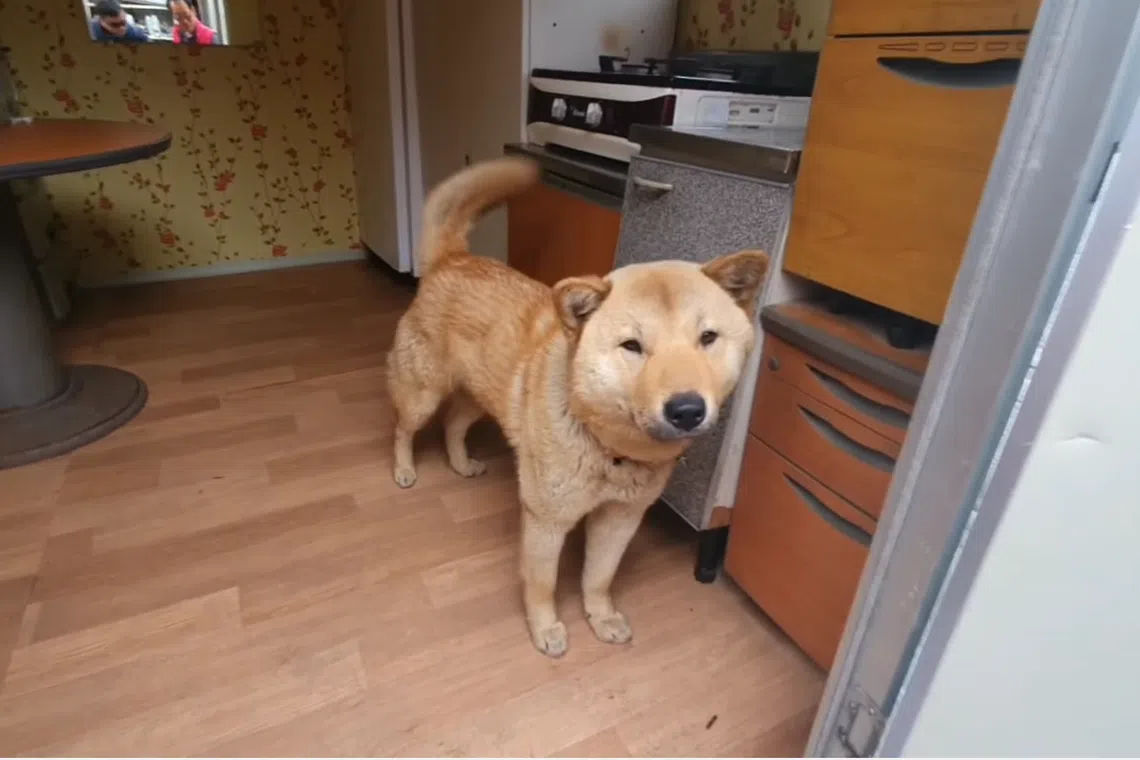 Hong-min, the one-year-old Korean Jindo that returned home 41 days after going missing.
