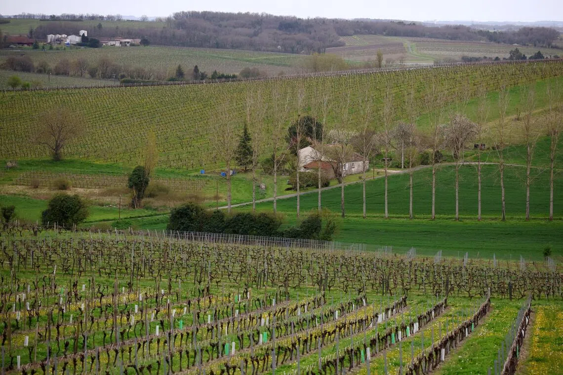 A view shows vineyards in Bellevigne near Cognac, France, on April 3, 2025. 
